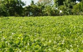 Role of Green Manure and Cover Crops in Agriculture