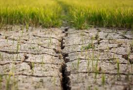 Crop Phenology and Climate Effects on Agriculture