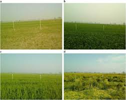 Crop Phenology and Climate Effects on Agriculture