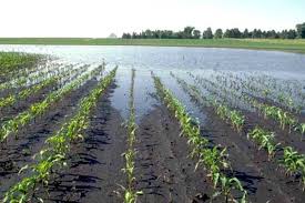 Crop Phenology and Climate Effects on Agriculture