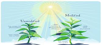 Crop Phenology and Climate Effects on Agriculture