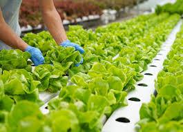 Important Issues in Food Safety and Quality in Agriculture