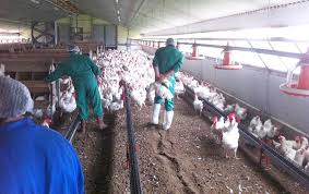 Basics of Bio-Security in a Poultry Farm