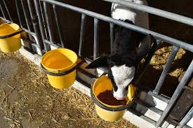 When bucket feeding of calves care should be taken