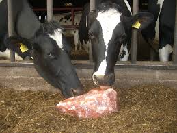 Importance of Mineral Licking Blocks in Livestock