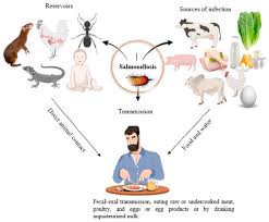 Reservoirs of Infectious Diseases