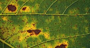 Vehicles of Infection in Agriculture