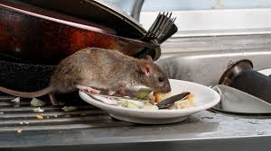 Pest Control in Food Service Establishments