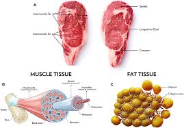 Anatomy, Physiology, and Histology of Domestic Animals for Meat Production