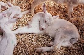 Ways to Maintain a Healthy Goat Farming Practice