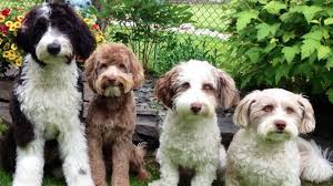Aussiedoodle Dogs: Description, Health, Origin and Care Guide