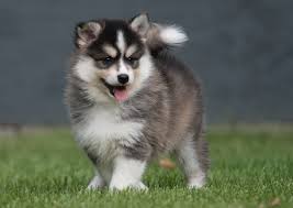 All you need to know about the Pomsky Dog