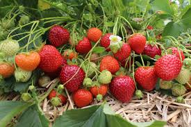 Fraises et ils Avantages Nutritionnels