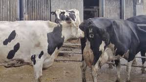 Heat Detection Methods and Signs in Farm Animals