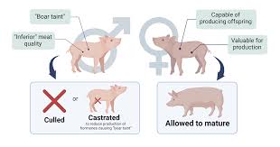 Animal Sex Determination and Manipulation