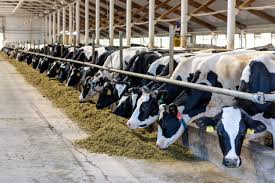 Strategies for Advancing Animal Production in Nigeria