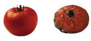 Techniques to Prevent Food Deterioration