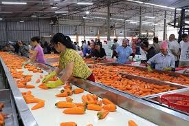 Importance of Raw Material Selection in Food Processing