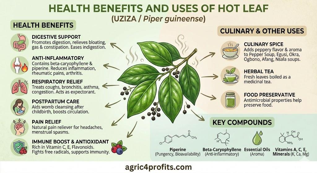 Avantages pour la santé et les Usages de l'Chaude de Feuilles