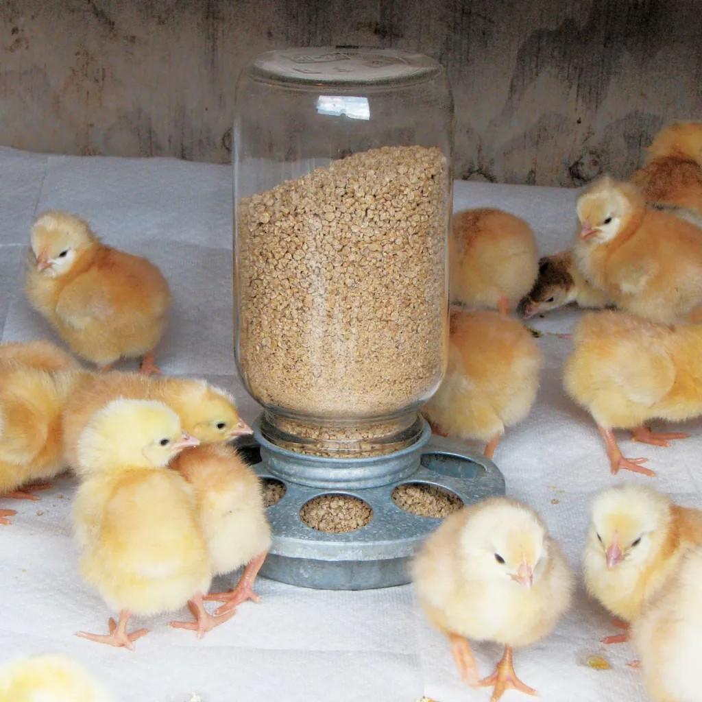 Lignes directrices pour Les 7 Premiers Jours de Couvaison des Poussins d'un Jour