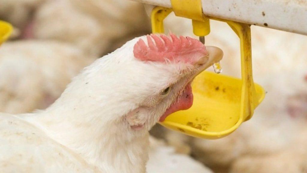 Lignes directrices pour Les 7 Premiers Jours de Couvaison des Poussins d'un Jour