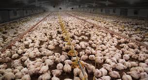 Lignes directrices pour Les 7 Premiers Jours de Couvaison des Poussins d'un Jour