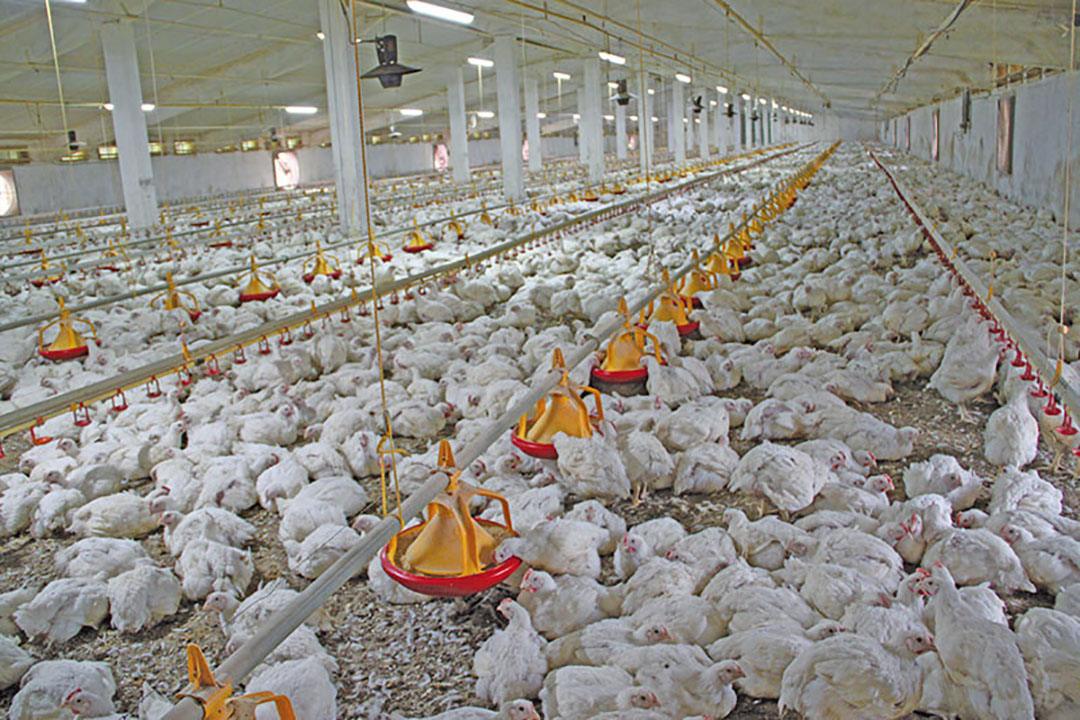 15 Management Tips for Better Poultry Performance - Agric4Profits