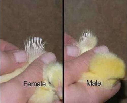 Les Raisons Pour Lesquelles Votre Poussins Grandissent Plumes Très Rapide