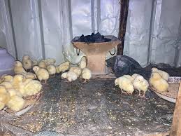 Les Raisons Pour Lesquelles Votre Poussins Grandissent Plumes Très Rapide