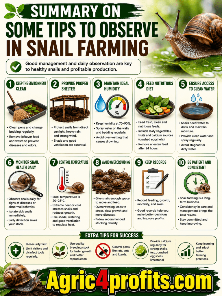 Quelques Conseils pour Observer dans l'Élevage d'Escargots