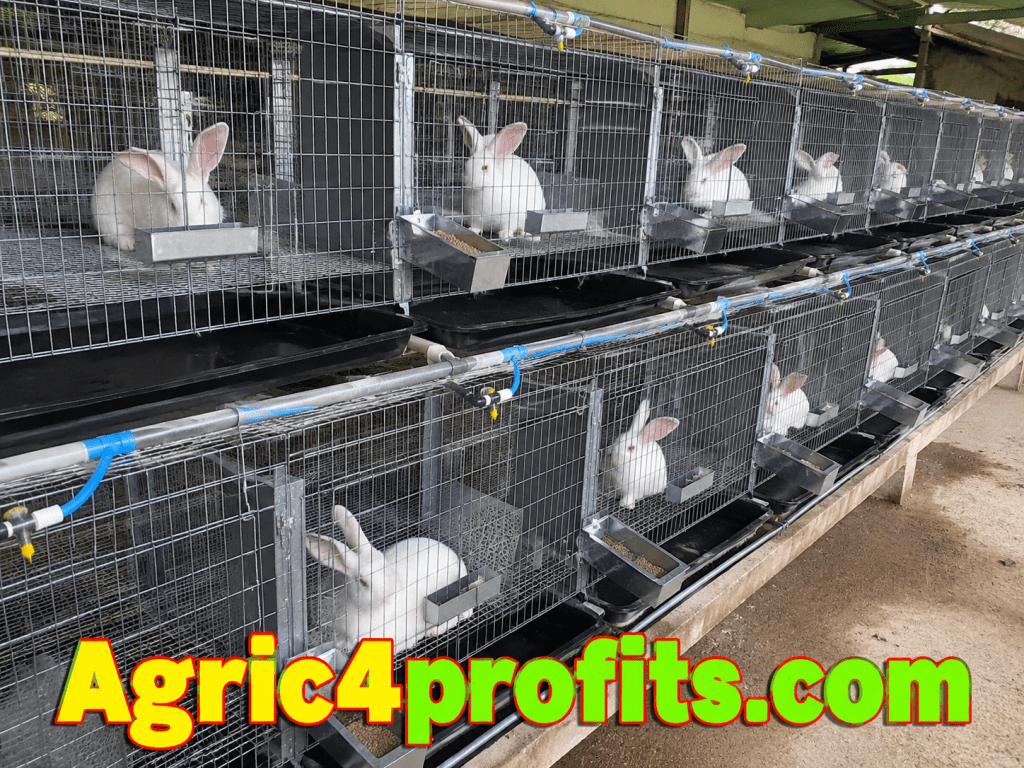 Different Systems of Rearing Rabbits - Agric4Profits