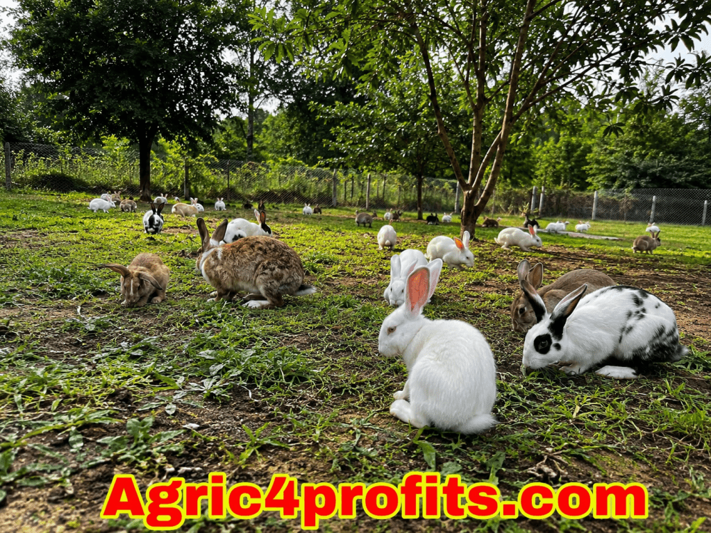 Rodent Rearing Different Systems of Rearing Rabbits - Agric4Profits