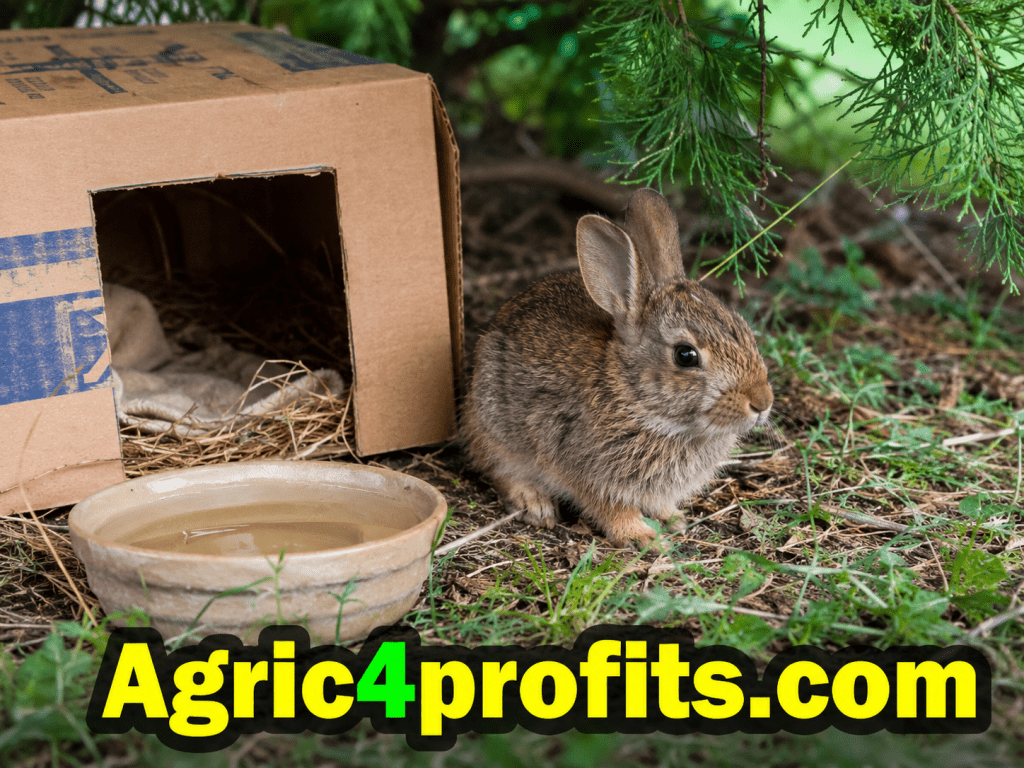 Wild Rabbit Rescue All you need to know about Wild Rabbit Rescue - Agric4Profits