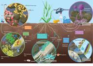 Naturally Occurring Microbial Toxins in Agriculture