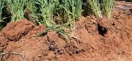 Availability of Zinc, Copper, Chlorine, and Sodium in Agricultural Soils Availability of Zinc, Copper, Chlorine, and Sodium in Agricultural Soils