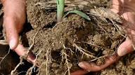 Availability of Phosphorus and Potassium in Soil Availability of Phosphorus and Potassium in Soil