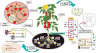 Availability of Zinc, Copper, Chlorine, and Sodium in Agricultural Soils Availability of Zinc, Copper, Chlorine, and Sodium in Agricultural Soils