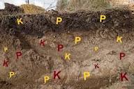 Availability of Phosphorus and Potassium in Soil
