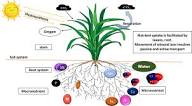 Identification of Mineral Deficiency Symptoms in Plants