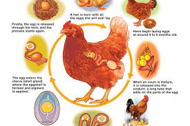 Chicken Ovulation 101: How to Maximize Chicken Egg Production