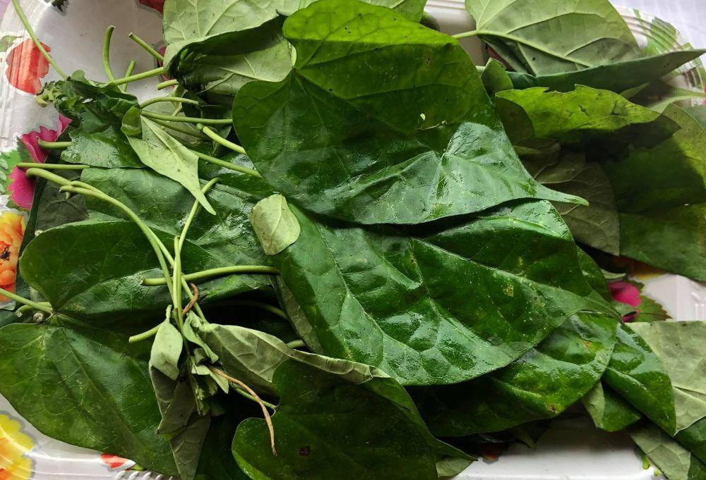 Health Benefits of Utazi Leaves (Gongronema latifolium)