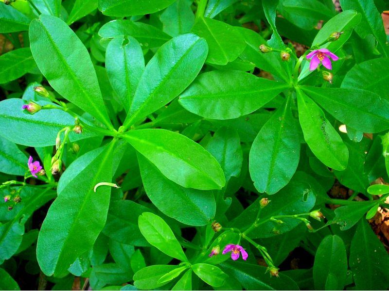 Health Benefits and Uses of Waterleaves