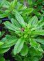 Wisconsin Waterleaf 17 Health Benefits and Uses of Waterleaves - Agric4Profits
