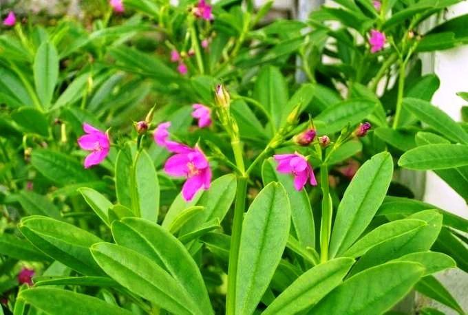 Les utilisations de Waterleaves