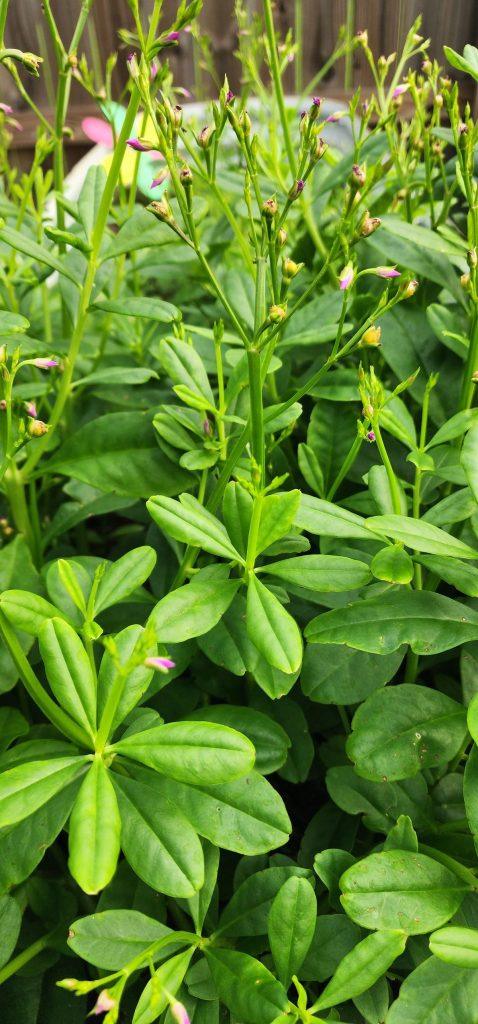 Les utilisations de Waterleaves