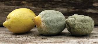 Understanding Food Deterioration and Spoilage