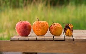 Post-Harvest Changes in Fruits and Vegetables