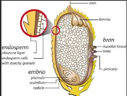 Structure and Composition of Cereals in Agriculture