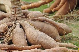 Structure, Composition, and Uses of Root and Tuber Crops
