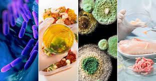Overview of Microorganisms in Food